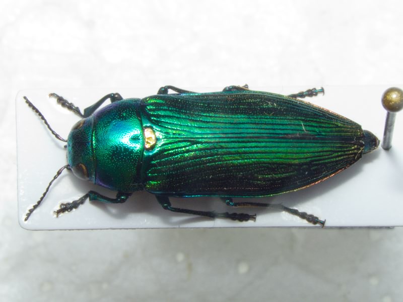 Eurythyrea austriaca Linnaeus, 1767